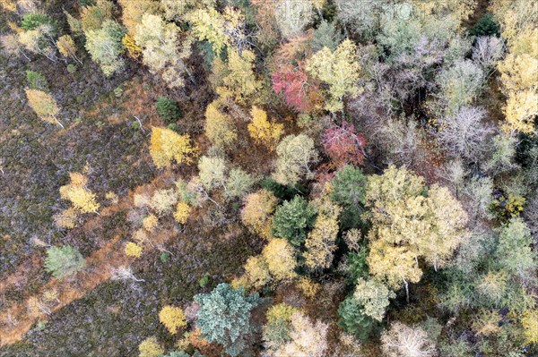 Autumn in the Kendlmuehlfilzen high moor