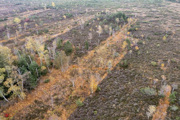 Autumn in the Kendlmuehlfilzen high moor