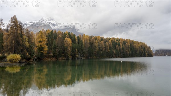 Lake Sils with colourful larches in autumn