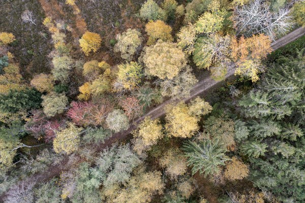 Autumn in the Kendlmuehlfilzen high moor