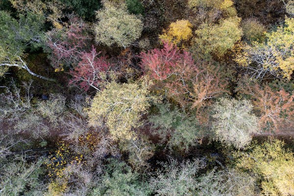 Autumn in the Kendlmuehlfilzen high moor