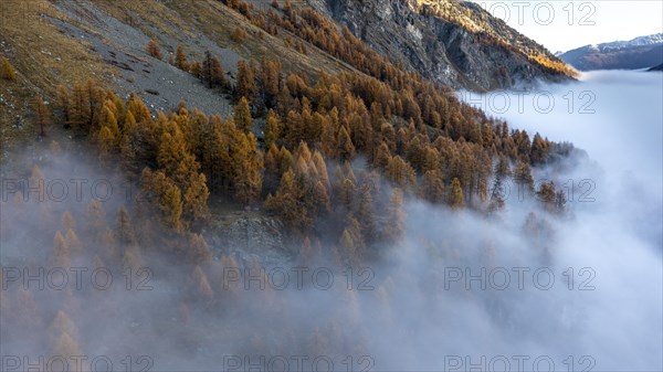 Piz Lagrev with colourful larches and fog in autumn