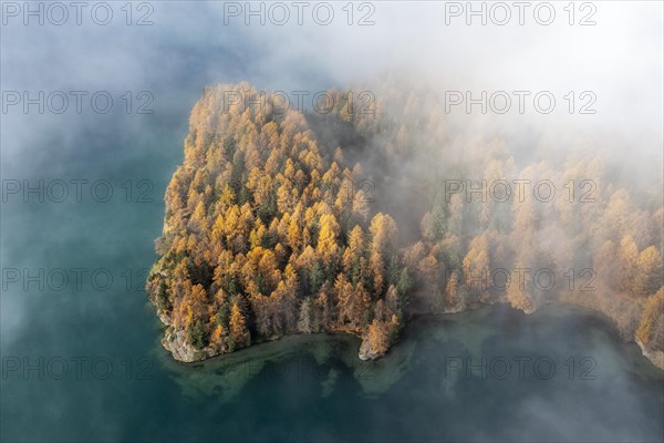 Island in Lake Sils with colourful larches and fog in autumn
