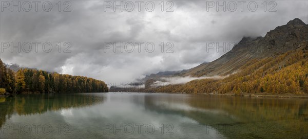 Lake Sils with colourful larches in autumn