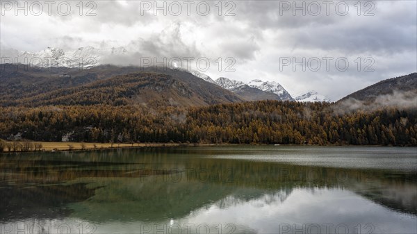 Lake Sils with colourful larches in autumn