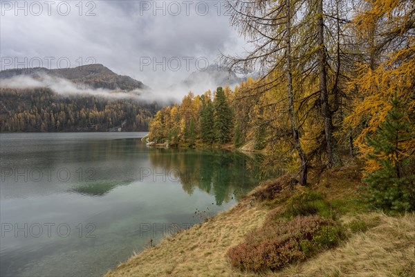 Lake Sils with colourful larches in autumn