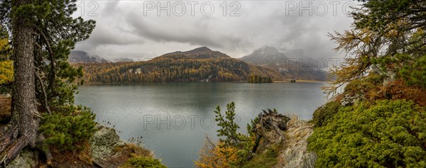 Lake Sils with colourful larches in autumn