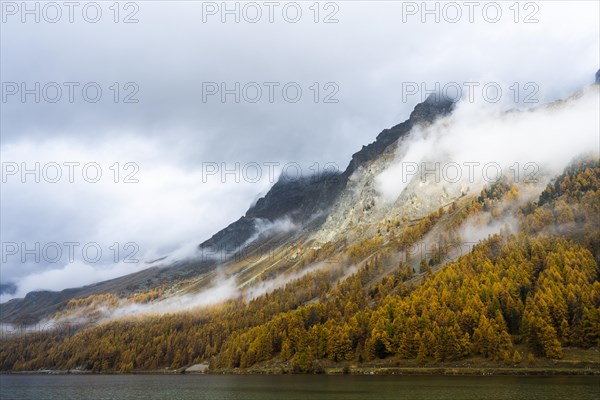 Lake Sils with colourful larches in autumn