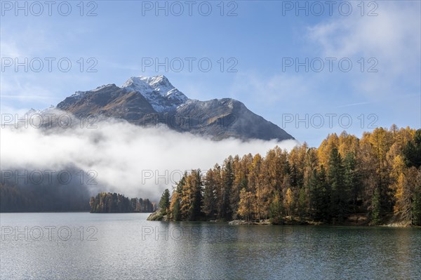 Lake Sils with colourful larches and fog in autumn