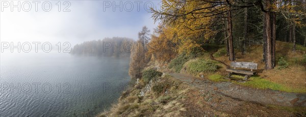 Lake Sils with colourful larches and fog in autumn