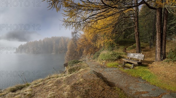 Lake Sils with colourful larches and fog in autumn