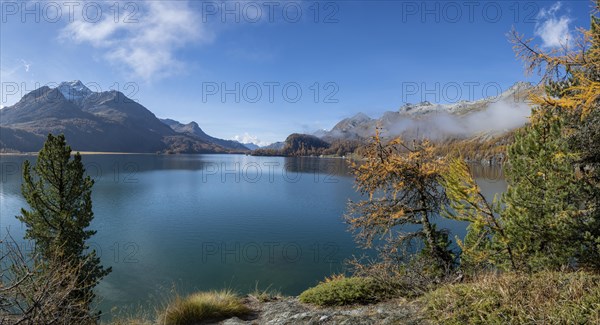 Lake Sils with colourful larches in autumn