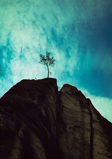 Tree on the top of the mountain rock