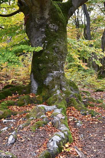 Old beech in the Hutewald Halloh near Alberthausen