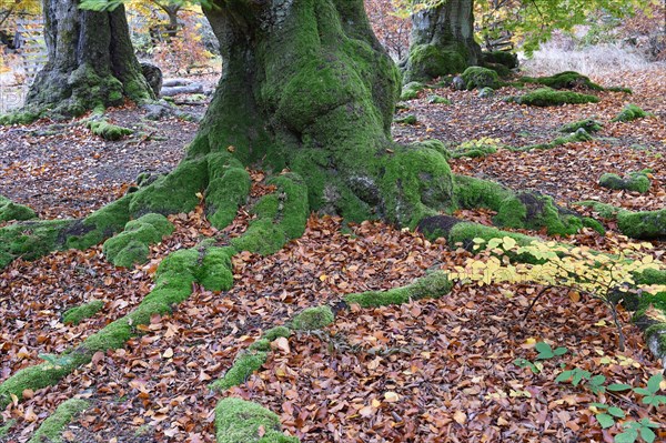 Old beech trees in the Hutewald Halloh near Alberthausen