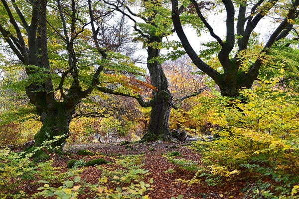 Old beech trees in the Hutewald Halloh near Alberthausen