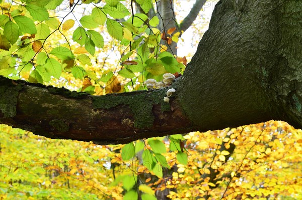 Old beech in the Hutewald Halloh near Alberthausen