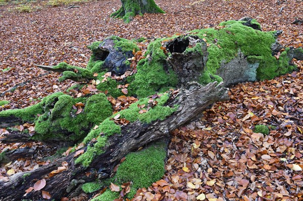 Old beech in the Hutewald Halloh near Alberthausen