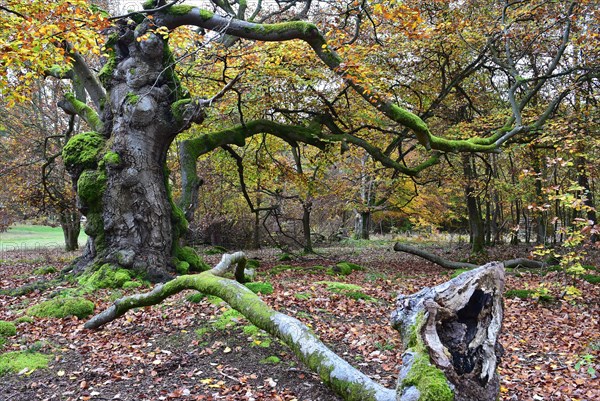 Old beech in the Hutewald Halloh near Alberthausen