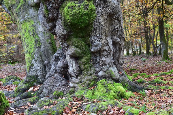 Old beech in the Hutewald Halloh near Alberthausen