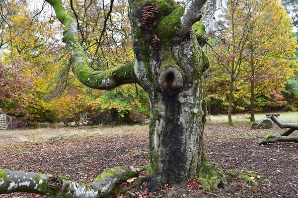 Old beech in the Hutewald Halloh near Alberthausen