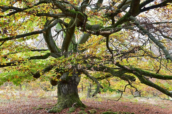 Old beech in the Hutewald Halloh near Alberthausen