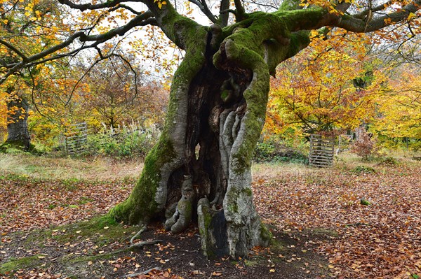 Old beech in the Hutewald Halloh near Alberthausen