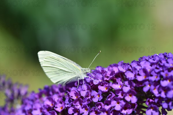 Cabbage butterfly