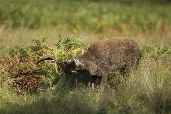 Red deer