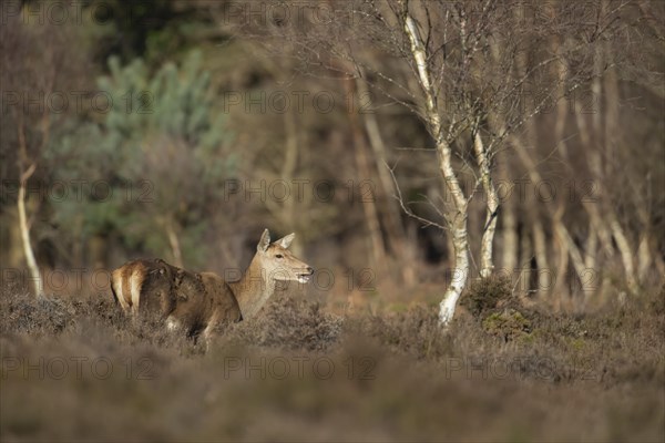 Red deer