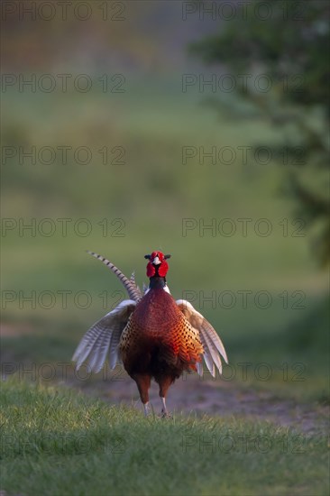 Common or Ring-necked pheasant