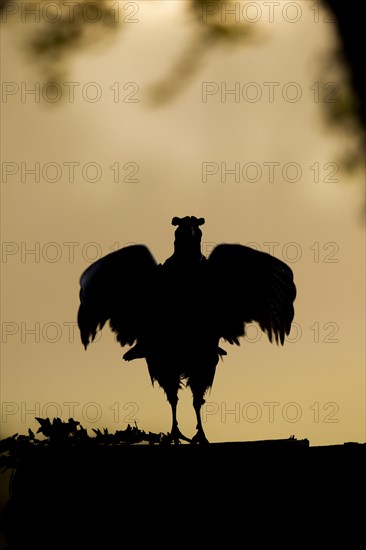 Common or Ring-necked pheasant