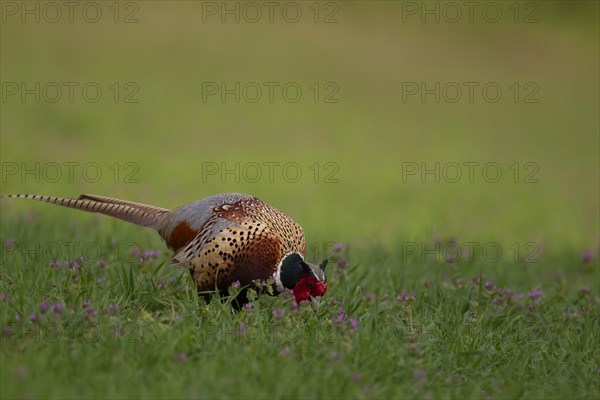 Common or Ring-necked pheasant