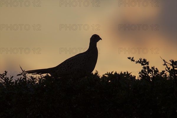 Common or Ring-necked pheasant