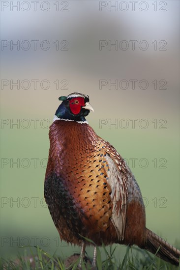 Common or Ring-necked pheasant