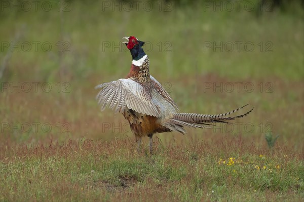 Common or Ring-necked pheasant