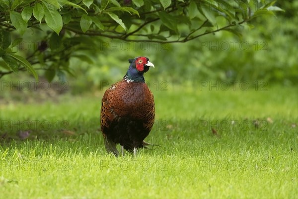 Common or Ring-necked pheasant