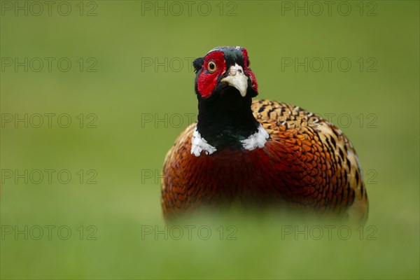 Common or Ring-necked pheasant