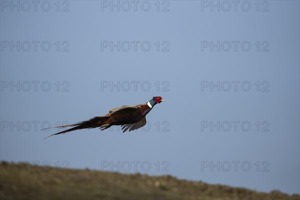 Common or Ring-necked pheasant