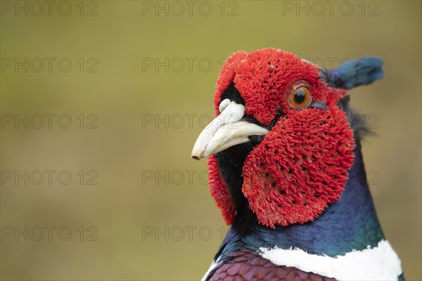 Common or Ring-necked pheasant