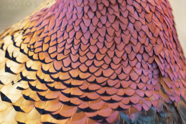 Common or Ring-necked pheasant