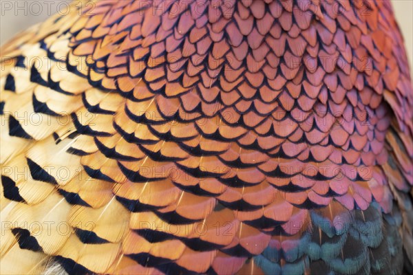 Common or Ring-necked pheasant