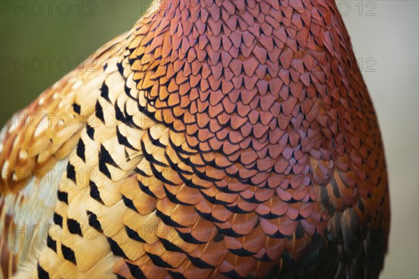 Common or Ring-necked pheasant