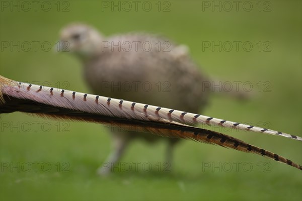 Common or Ring-necked pheasant