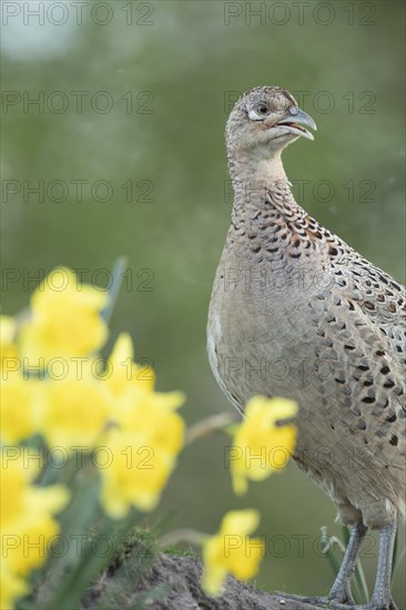 Common or Ring-necked pheasant