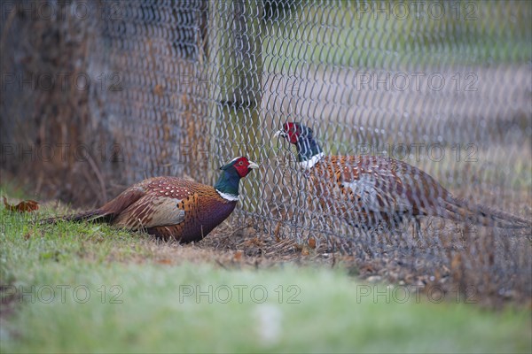 Common or Ring-necked pheasant