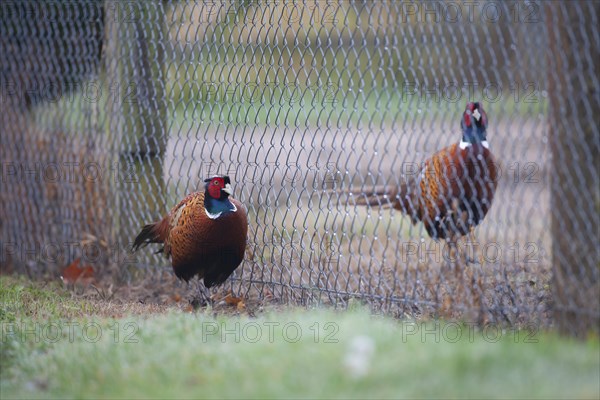 Common or Ring-necked pheasant