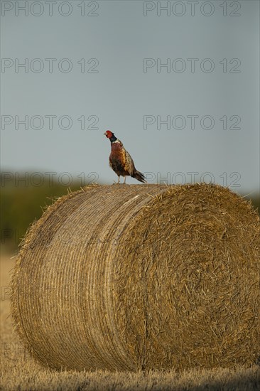 Common or Ring-necked pheasant