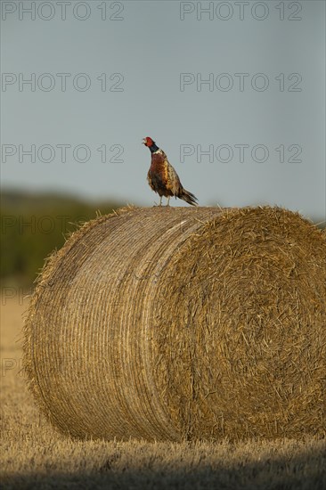 Common or Ring-necked pheasant