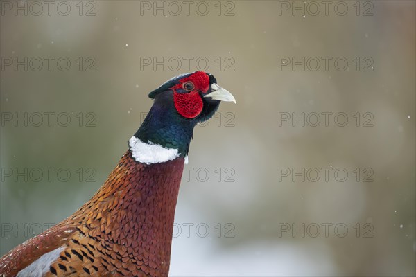 Common or Ring-necked pheasant